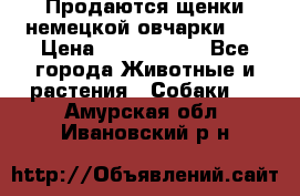 Продаются щенки немецкой овчарки!!! › Цена ­ 6000-8000 - Все города Животные и растения » Собаки   . Амурская обл.,Ивановский р-н